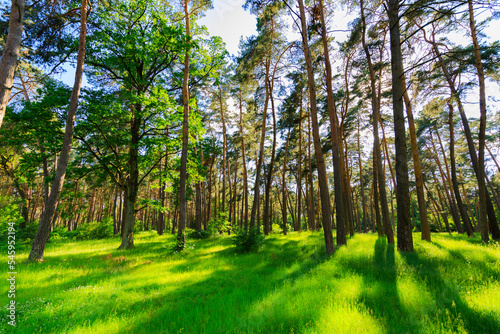summer forest trees. nature green wood sunlight backgrounds