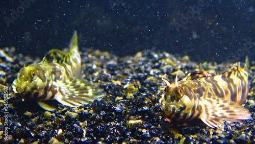 Male and female Sphynx blenny (Aidablennius sphynx). Black Sea photo