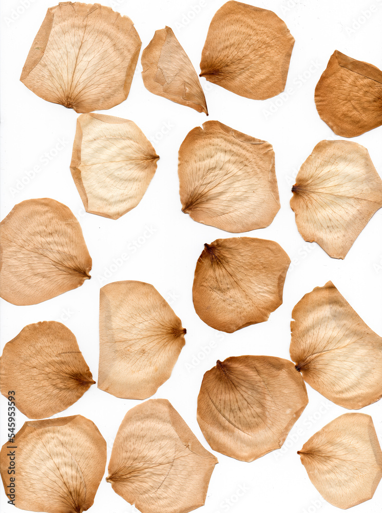 Pressed Rose Petals Pressed Rose Petals
