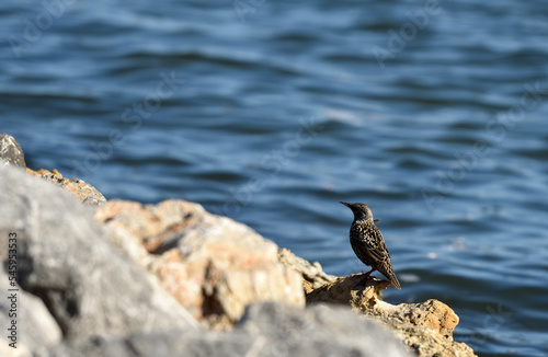 Starling bird on a rock near water close-up