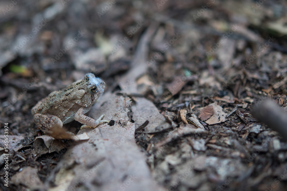 Small amphibian with web stuck to their face Small amphibian with web stuck to their face