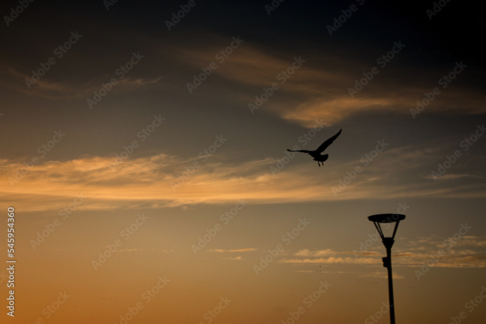 Obraz premium goeland