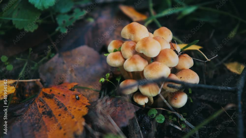 orange mushrooms on a stump. fresh natural mushrooms in the autumn forest. raw mushrooms on a stump close-up. orange mushrooms on a stump. fresh natural mushrooms in the autumn forest. raw mushrooms on a stump close-up.