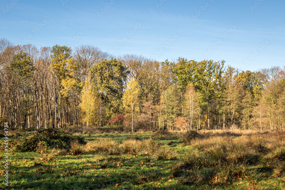 beautiful green landscape with trees in autumn beautiful green landscape with trees in autumn