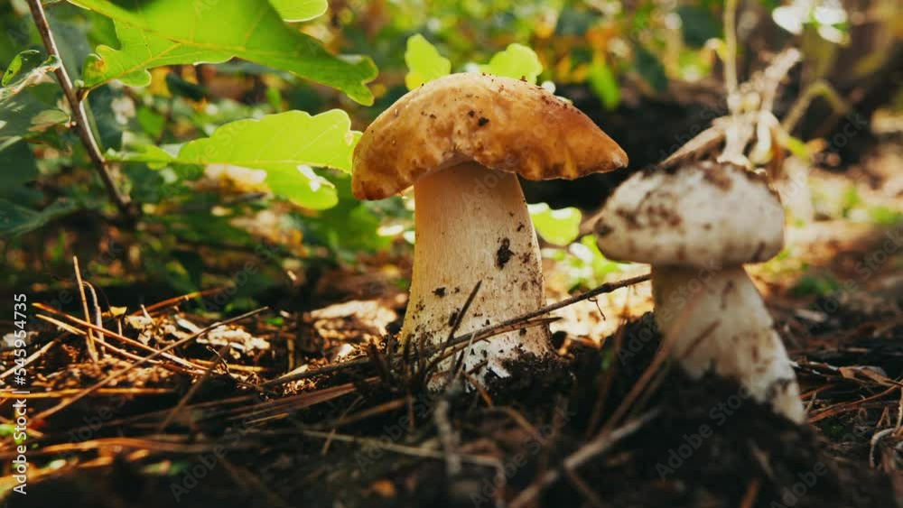 Big white mushrooms porcini in autumn forest. porcini mushrooms among oak branches. picking mushrooms in autumn. Big white mushrooms porcini in autumn forest. porcini mushrooms among oak branches. picking mushrooms in autumn.