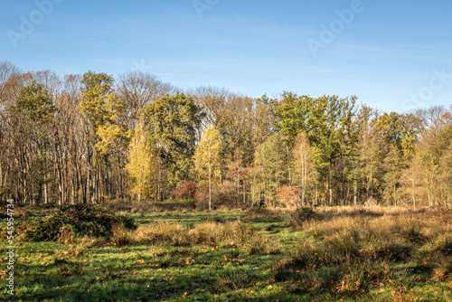 beautiful green landscape with trees in autumn