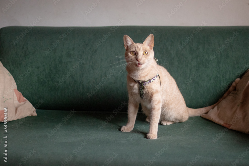 Cute cat kitten with a harness looking to the camera on a green couch Cute cat kitten with a harness looking to the camera on a green couch