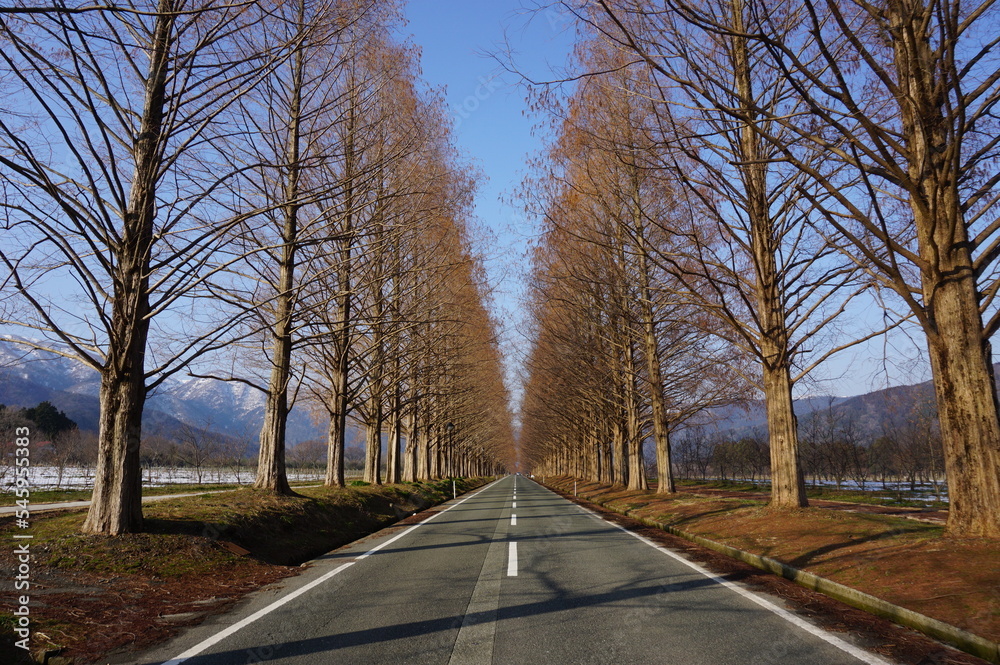 Fototapeta premium Beautiful Metasequoia Tree Avenue in Winter, Takashima City, Shiga Prefecture, Japan