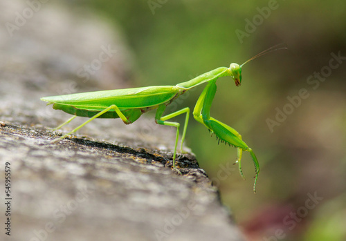 Green praying mantis crawls on surface close-up, isolated on blurred background, impressive wild insect outdoors