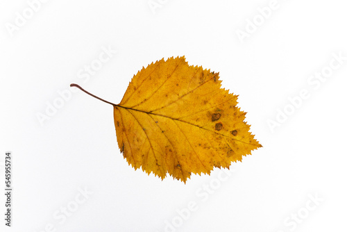 bright autumn leaves on a white, isolated background. colorful postcard on the autumn theme. fading nature close-up. desktop wallpapers. place for text