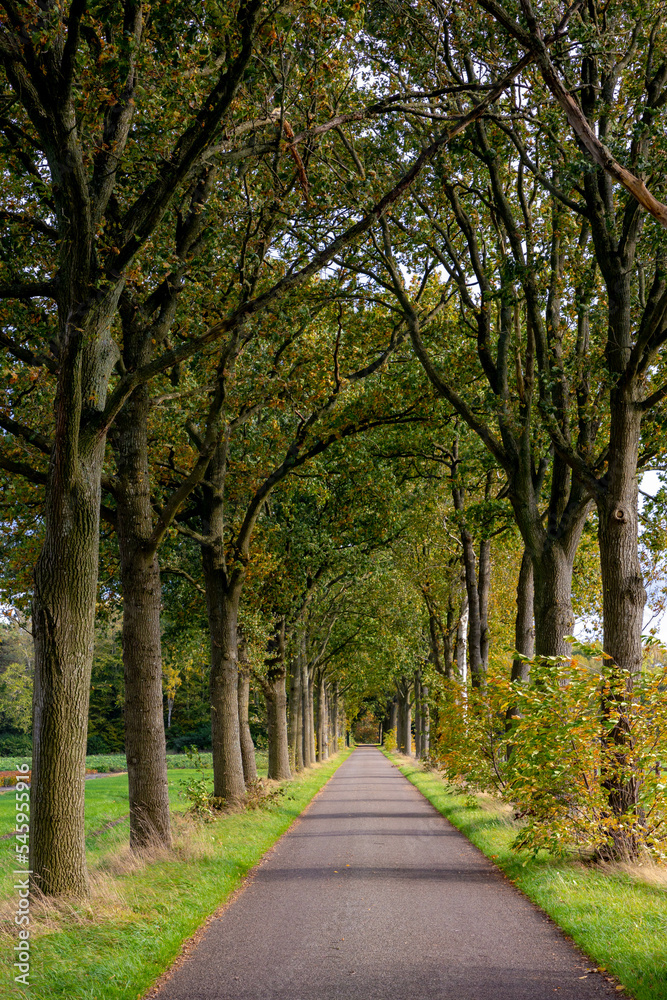 Small street with colourful leaves trees trunk in fall along the way, Autumn landscape view with a row of tree on the both side of the road in Dutch countryside in province of Drenthe, Netherlands.