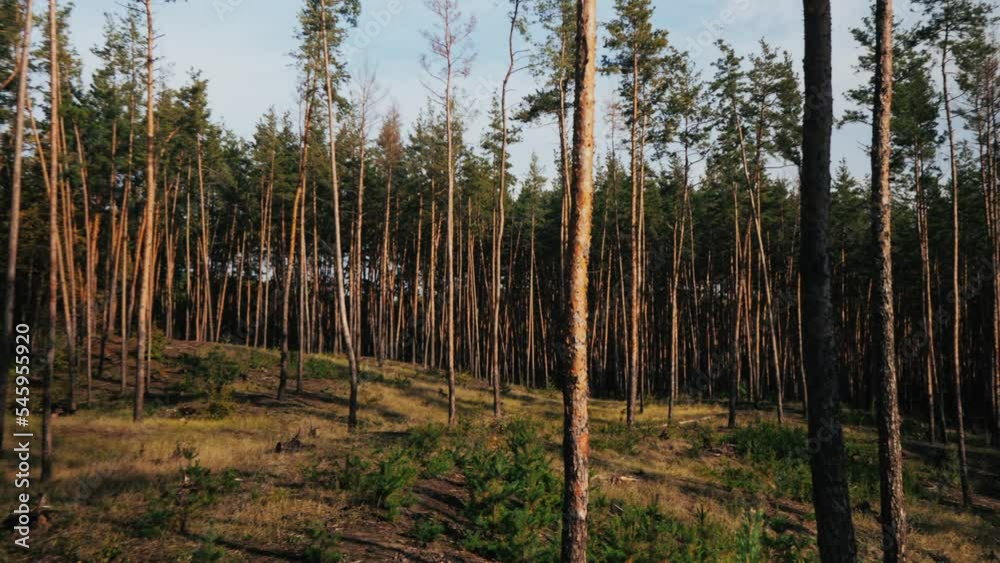 pine trees in coniferous forest in autumn. tree trunks. forest landscape pine trees in coniferous forest in autumn. tree trunks. forest landscape