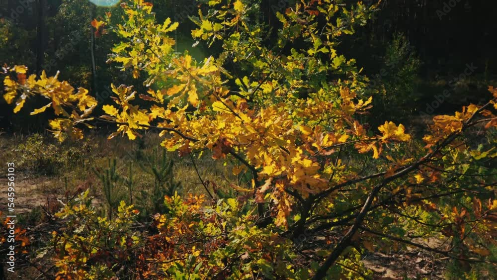 oak tree in the bright rays of the sun in the forest. yellow oak leaves on a branch. bright deciduous forest in autumn. oak tree in the bright rays of the sun in the forest. yellow oak leaves on a branch. bright deciduous forest in autumn.