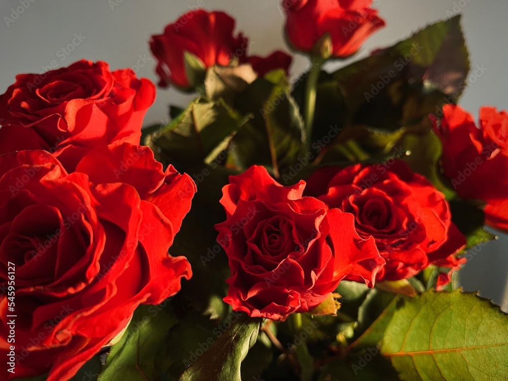 bunch of roses bunch of roses