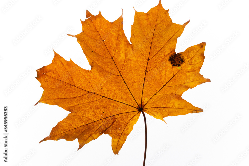 bright autumn leaves on a white, isolated background. colorful postcard on the autumn theme. fading nature close-up. desktop wallpapers. place for text bright autumn leaves on a white, isolated background. colorful postcard on the autumn theme. fading nature close-up. desktop wallpapers. place for text