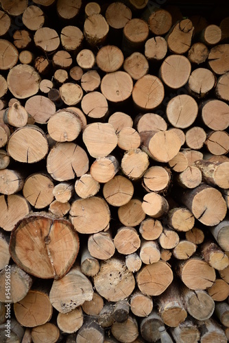 rown logs  firewood for home heating in winter  pine  oak logs  wood  heating in winter  without gas and electricity  preparation for winter to keep warm in winter  even firewood cut and stacked symm