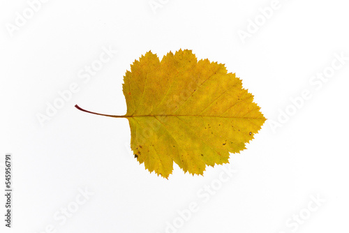 bright autumn leaves on a white, isolated background. colorful postcard on the autumn theme. fading nature close-up. desktop wallpapers. place for text