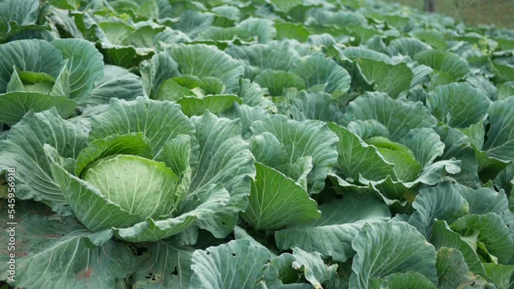 close-up of fresh cabbage in the vegetable garden close-up of fresh cabbage in the vegetable garden