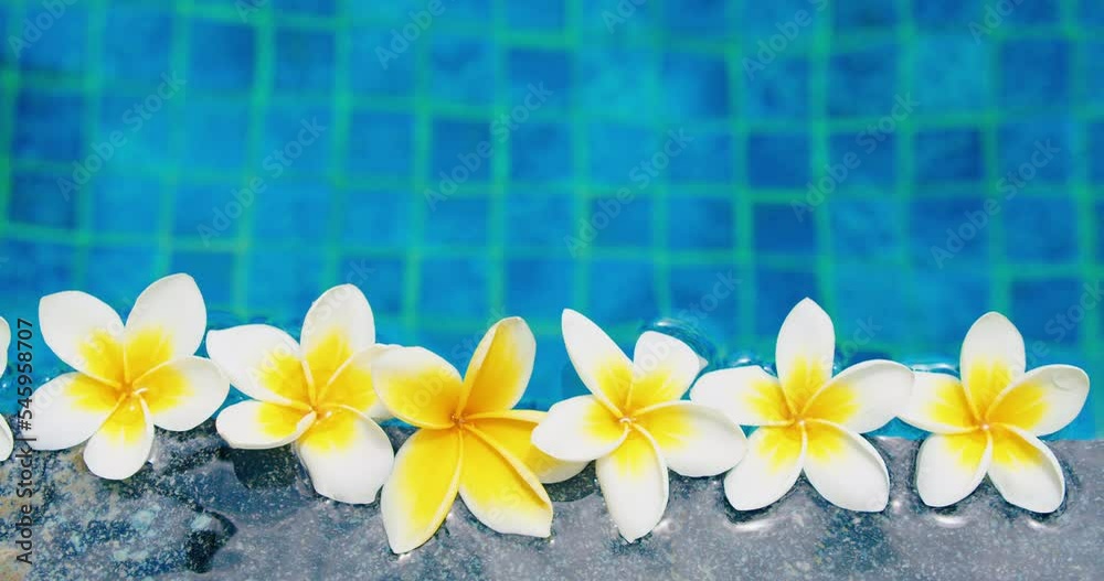 Tropical white yellow flowers frangipani plumeria floating in the water. Spa swimming pool. Peace and tranquility. Static video for informecial. Tropical white yellow flowers frangipani plumeria floating in the water. Spa swimming pool. Peace and tranquility. Static video for informecial.