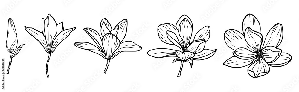 Linear set of magnolia flowers vector illustration 