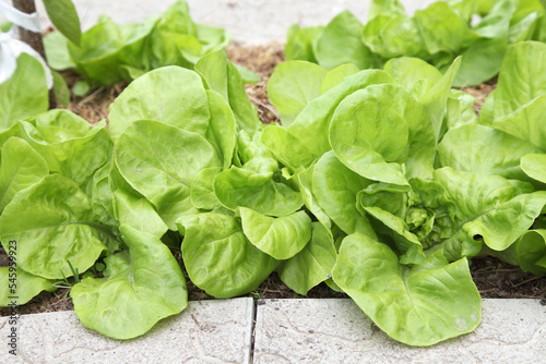 Salad grows in the garden under the open air. Growing green vegetables in organic gardening.
