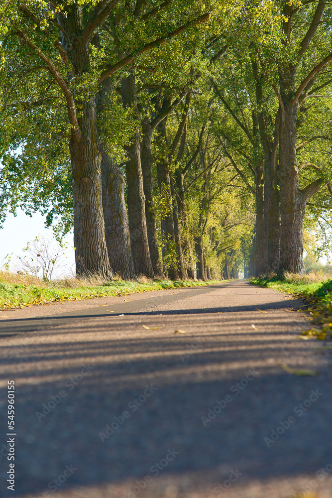 road with trees