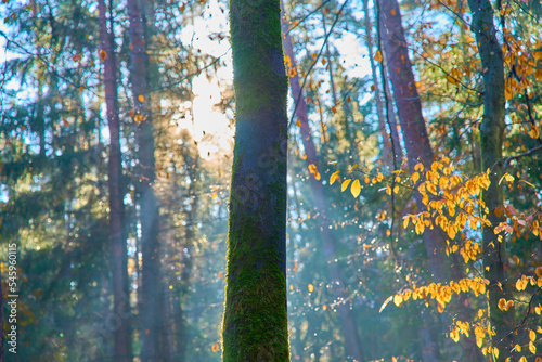 a tree in the middle of the forest