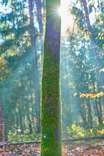 a tree in the middle of the forest