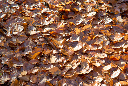 leaves in the middle of the forest