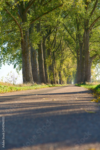 road with trees