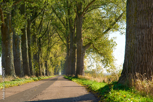 road with trees