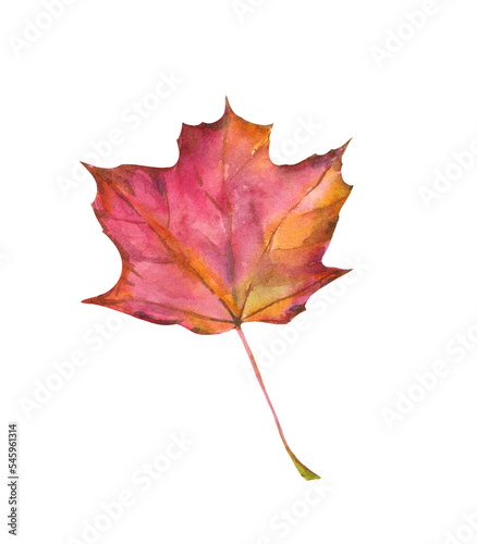 Red-orange autumn leaf from maple, watercolor illustration