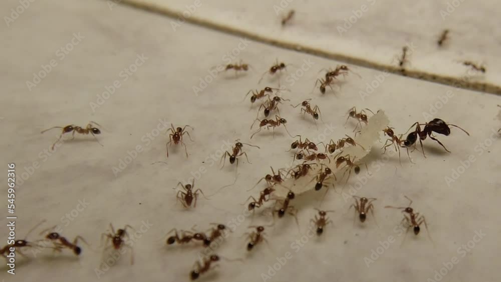 Tiny red ants swarm the food to be brought to the nest Stock ビデオ Adobe Stock