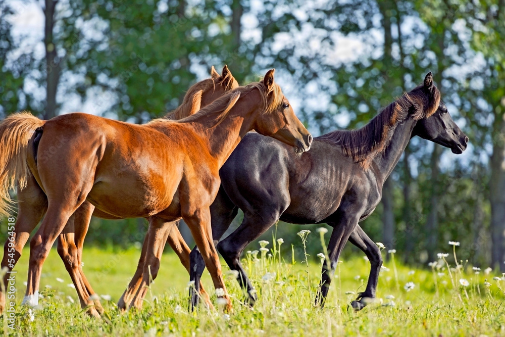 Three young Arabian Horses running on lush green summer meadow. Three young Arabian Horses running on lush green summer meadow.