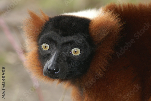 Portrait of a Red Ruffed Lemur
