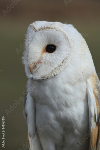 A portrait of a Barn Owl 