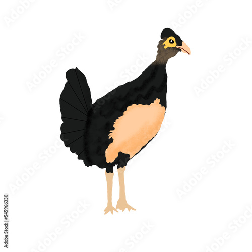 maleo bird photo