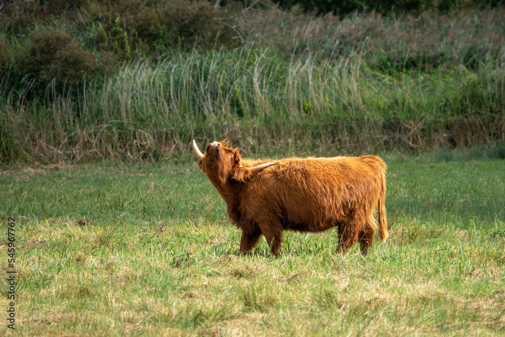beautiful brown highland cow using horn to scratch his back beautiful brown highland cow using horn to scratch his back