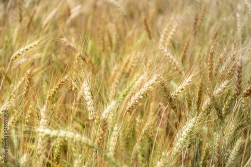 Close up of ripe golden wheat ears at wheat field or barley farming before harvesting, agriculture background. © torjrtrx