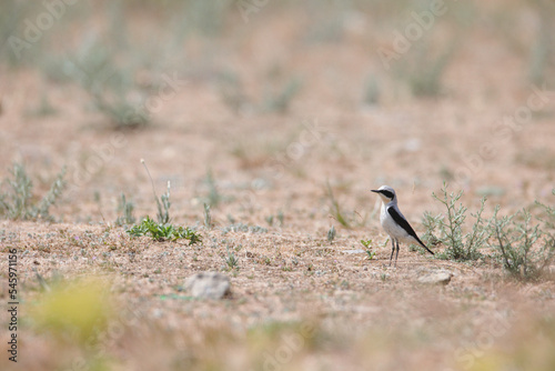 Birds are most at risk of extinction as a result of climate change, eagles, heron, egrete with restricted range, poor ability to move their range, small populations facing conservation challenges © Damian