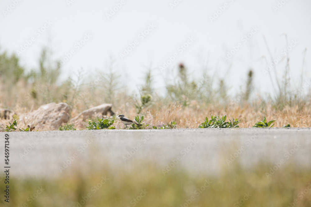 Fototapeta premium Climate change affecting the behaviour, ranges, and population dynamics of bird species. Climate change put lots of birds at risk of extinction. Scientists tracking effects of climate change on birds