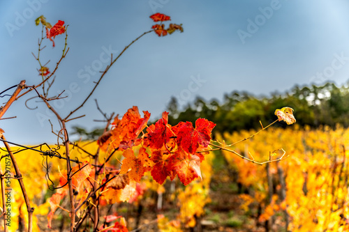 Weinreben im Ahrtal an einem Weinberg bei Ahrweiler photo