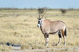 Gemsbok or Oryx (Oryx gazella) standing on savanna, Etosha National Park, Namibia