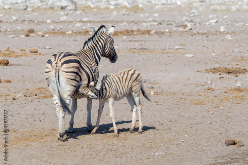 Plains Zebra  Equus quagga  foal drinking from mother  seen from behind  Etosha national park  Namibia.
