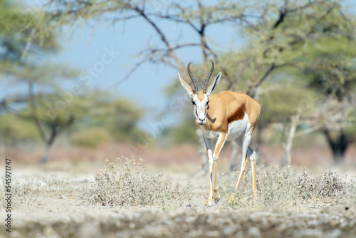 Springbok (Antidorcas marsupialis) walking at waterhole, Etosha National Park, Namibia.