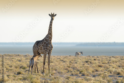Giraffe (Giraffa camelopardis) adult female with calf suckling breast milk, Etosha national Park, Namibia.