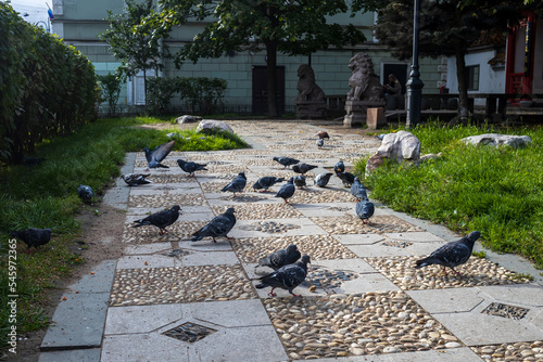 Valokuva City pigeons on the sidewalk