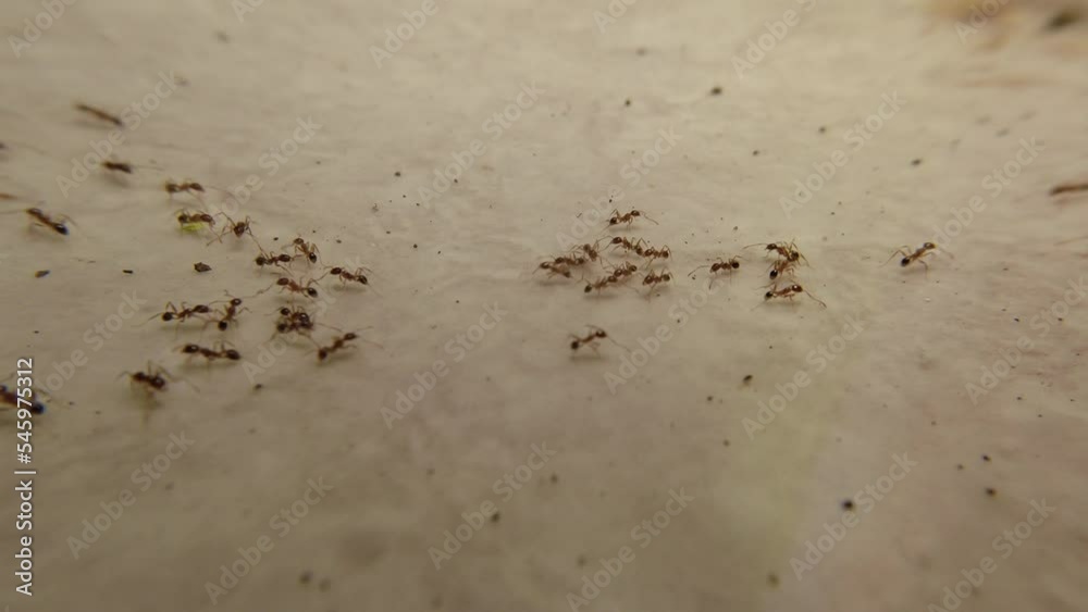 Tiny red ants swarm the food to be brought to the nest Stock ビデオ