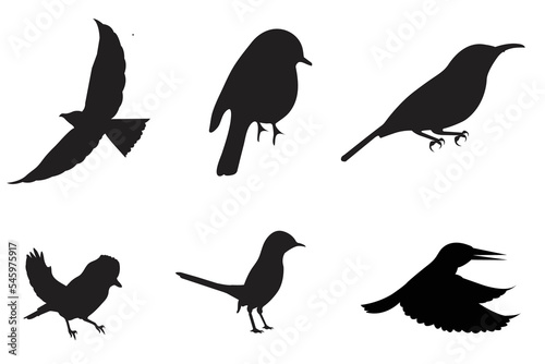 Detailed bird black silhouettes of different kind