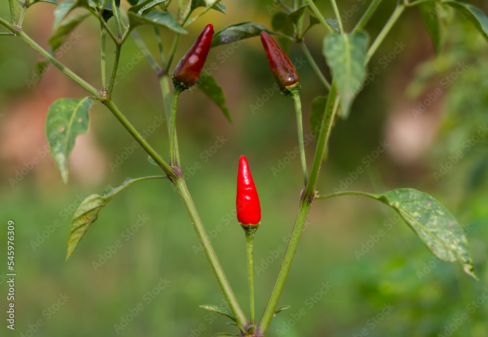 Red chilies and half ripe chilies grow on the tree trunks. Red chilies and half ripe chilies grow on the tree trunks.
